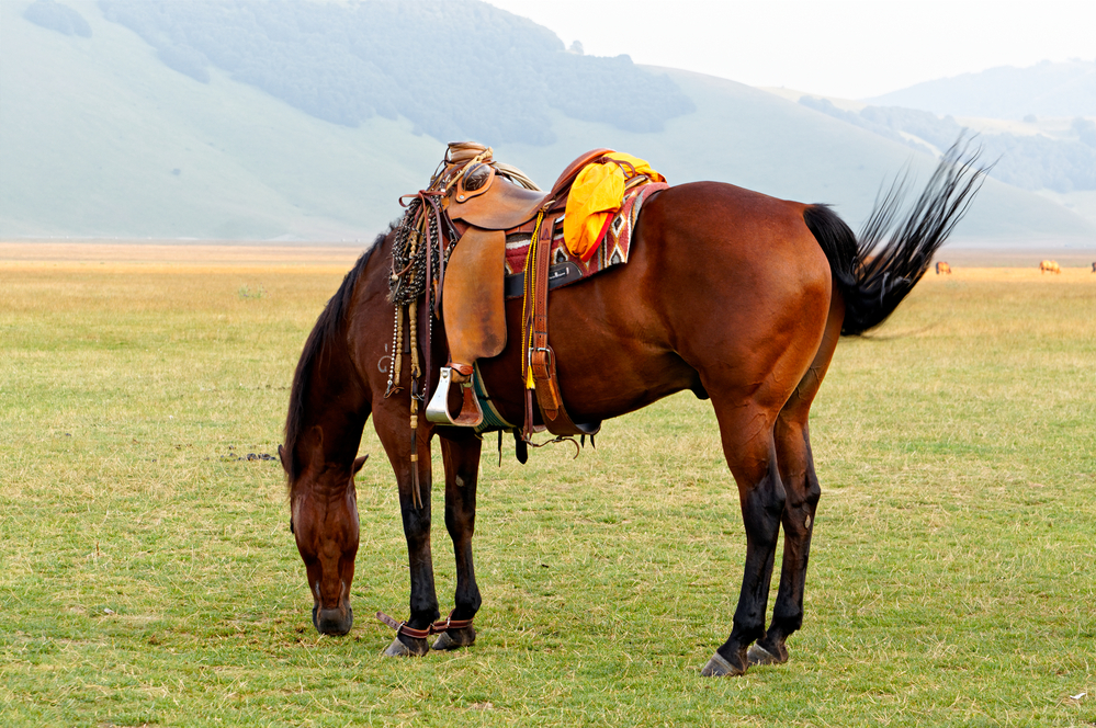 Horse Saddle Fit