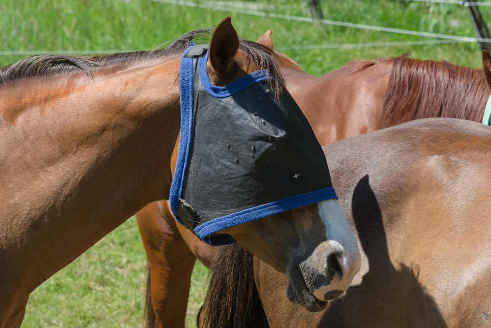 Fly Mask for Horses