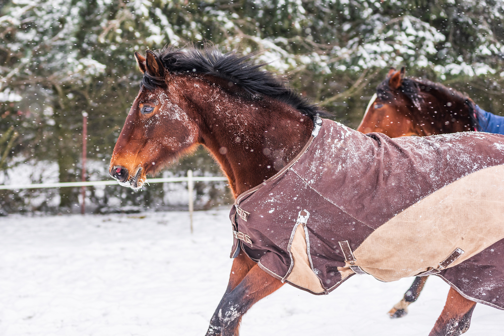 How to Measure Your Horse for Blankets and Sheets￼