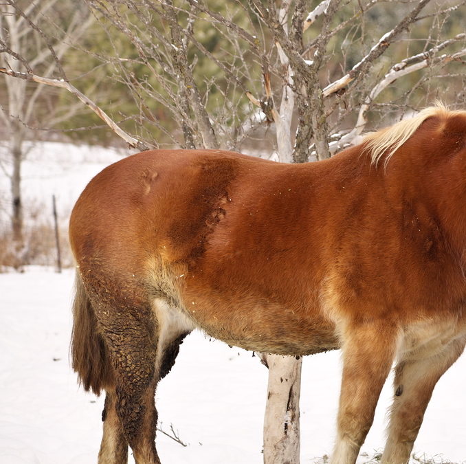 Rain Rot on a Horse